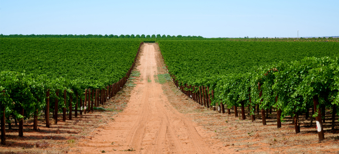 Road through Duxton vines